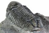 Detailed Reedops Trilobite - Atchana, Morocco #312814-4